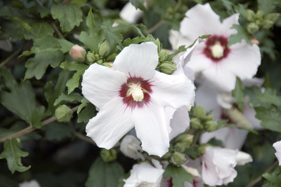 Flores blancas - Sort - Lleida - Catalunya